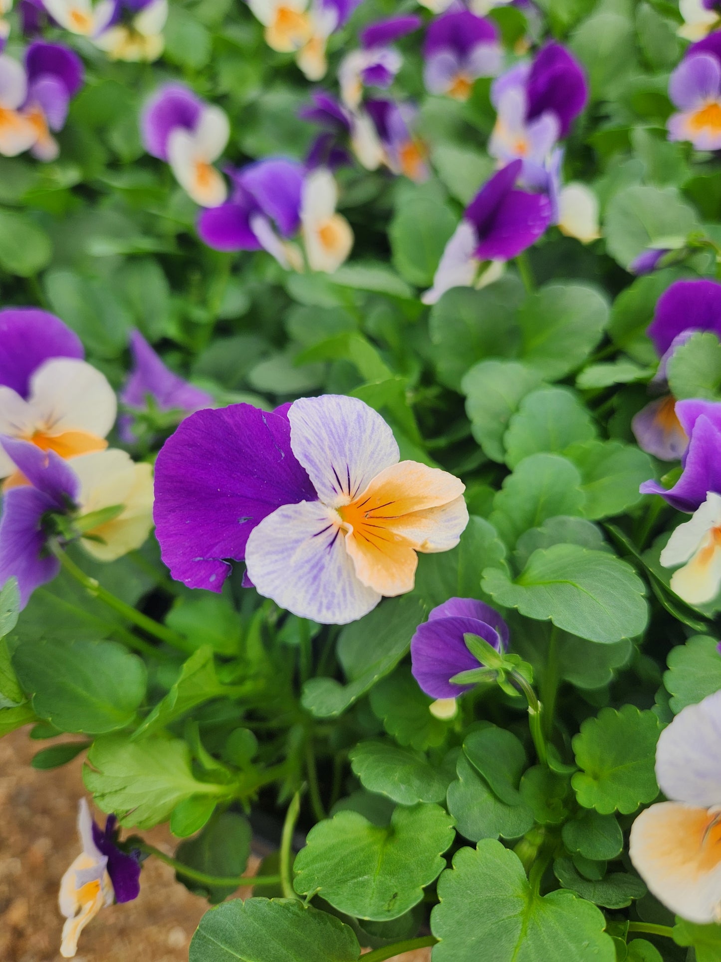 Pansy, Johnny Jump-Ups / Horned Violets (Viola)