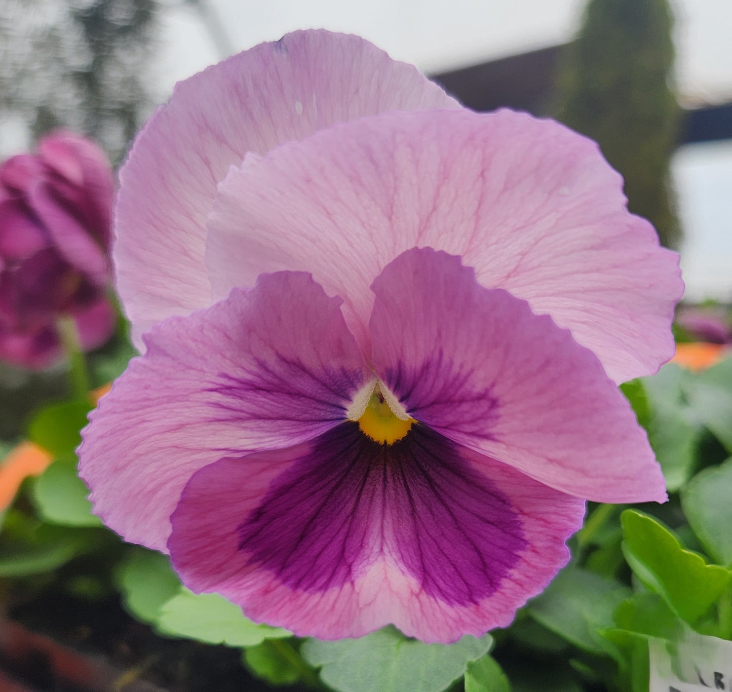 Pansies, Matrix Series (Viola)