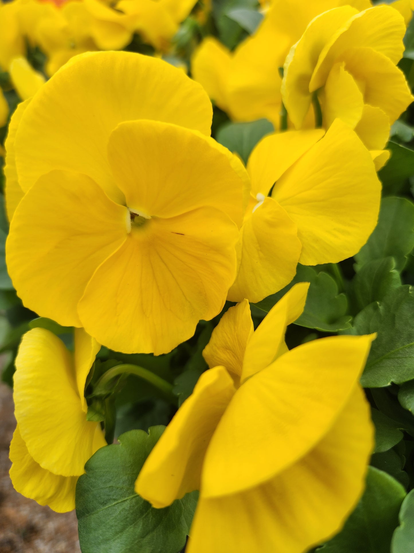 Pansies, Matrix Series (Viola)