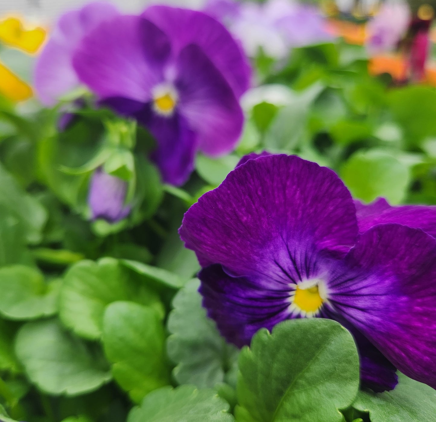 Pansies, Matrix Series (Viola)