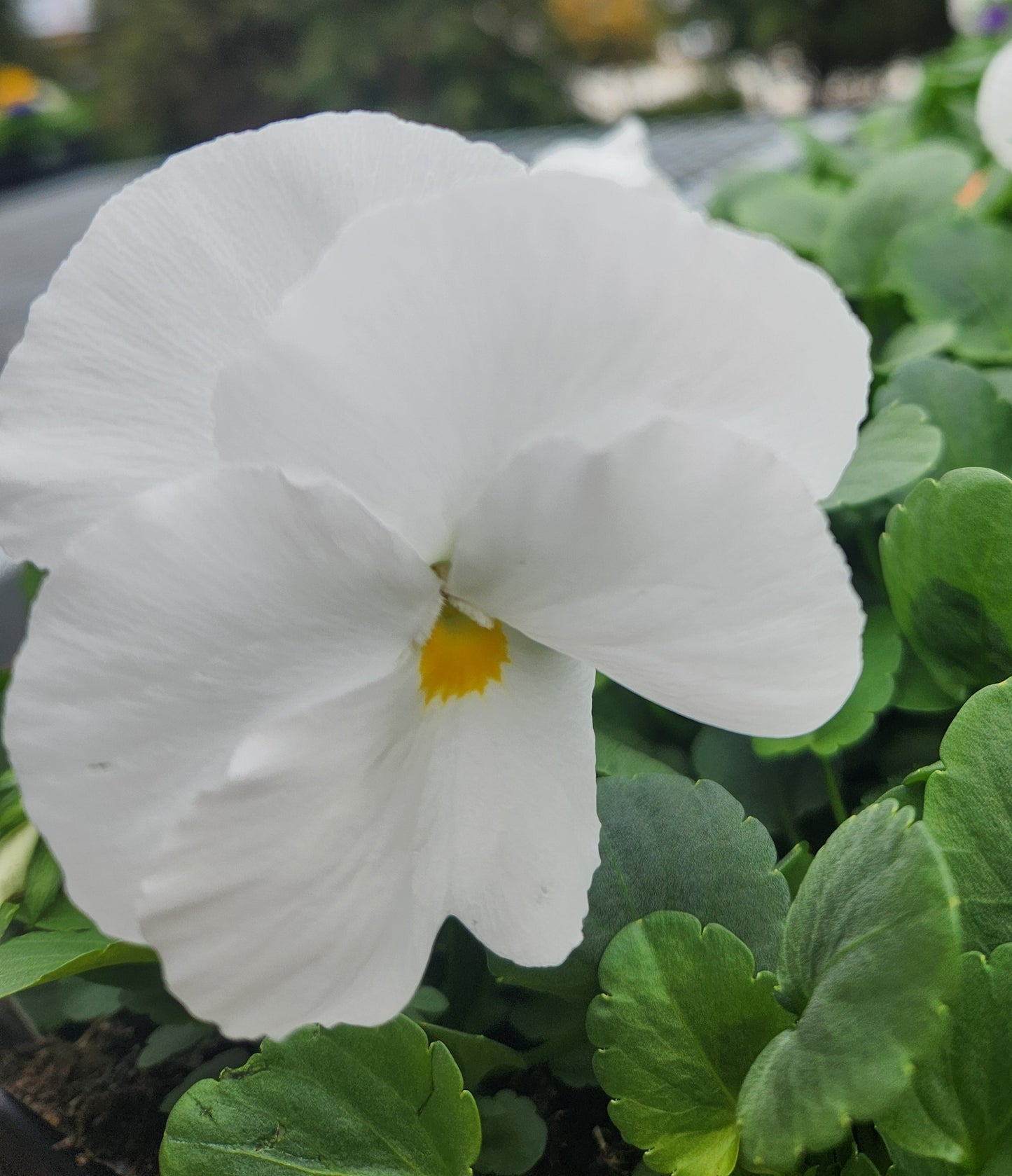 Pansies, Matrix Series (Viola)