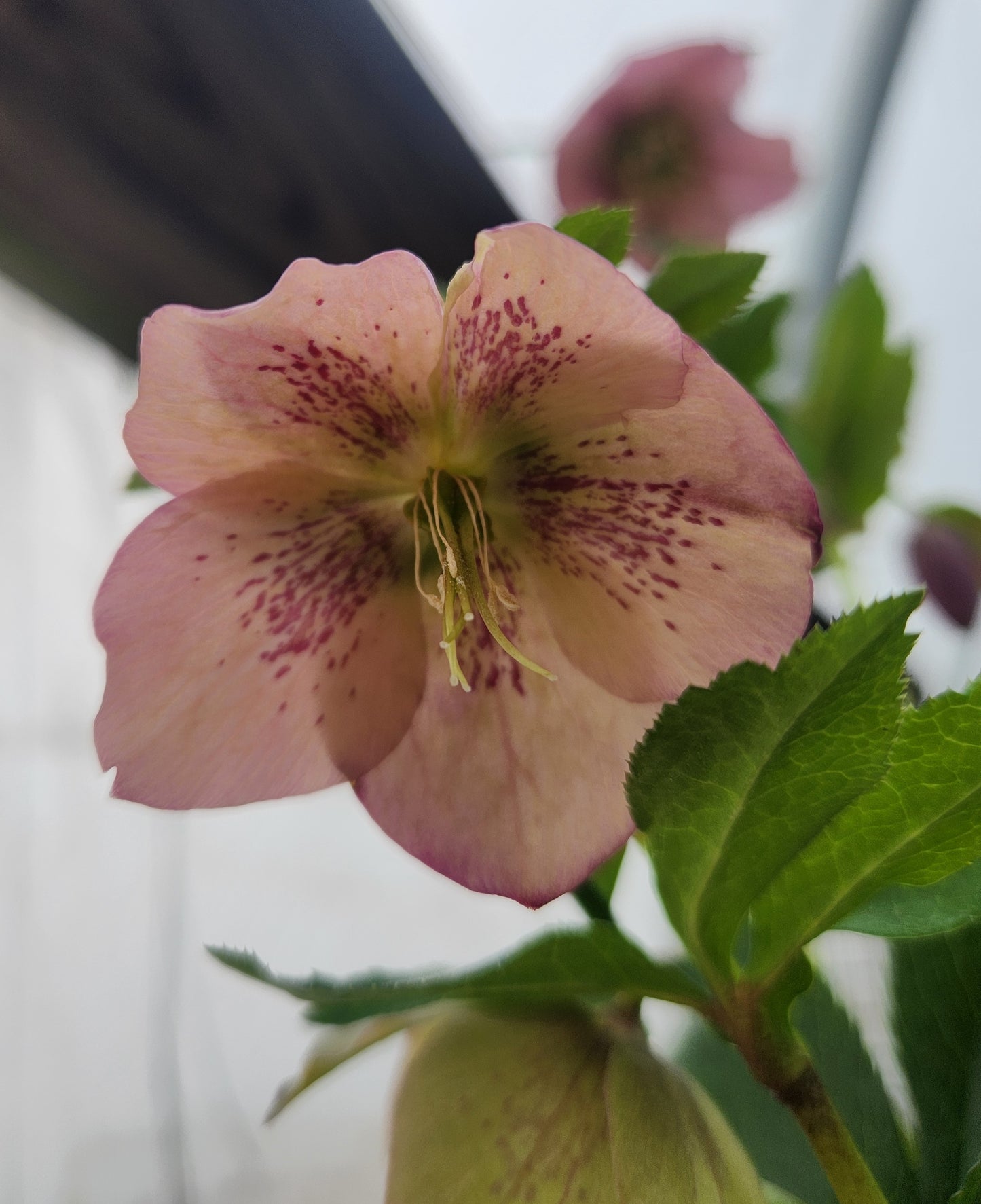 Lenten Rose 'Brandywine Mix' (Helleborus)