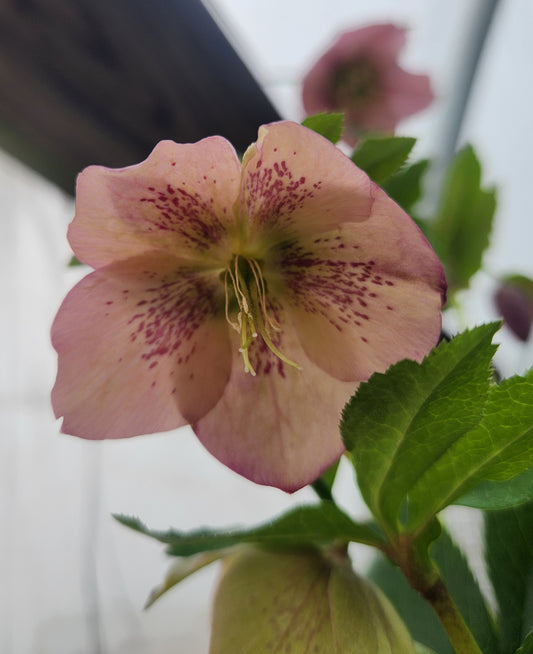 Lenten Rose 'Brandywine Mix' (Helleborus)