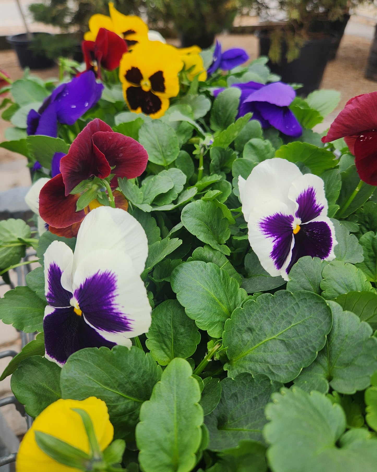 Pansies, Matrix Series (Viola)