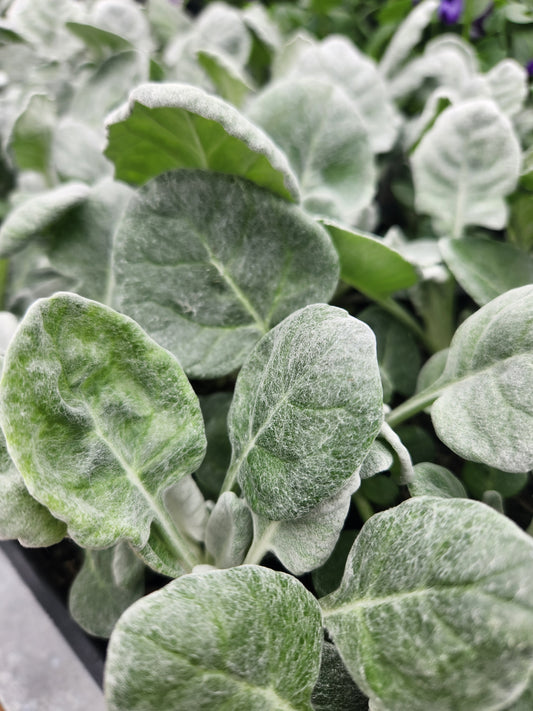 Dusty Miller (Jacobaea )