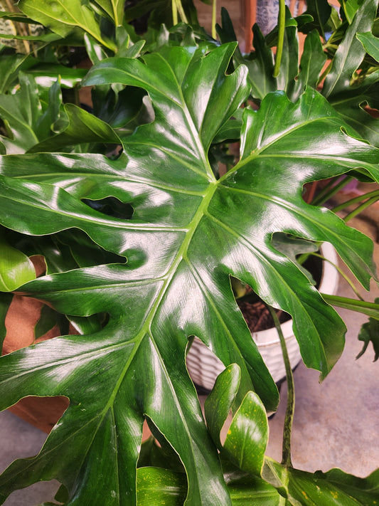 Philodendron 'Hope' (Thaumatophyllum)
