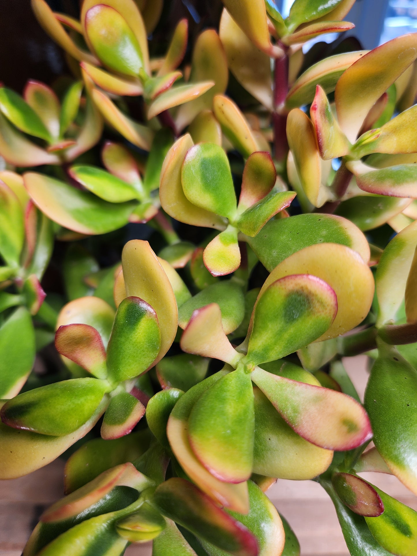 Jade / Lucky Plant 'Sunset' (Crassula)