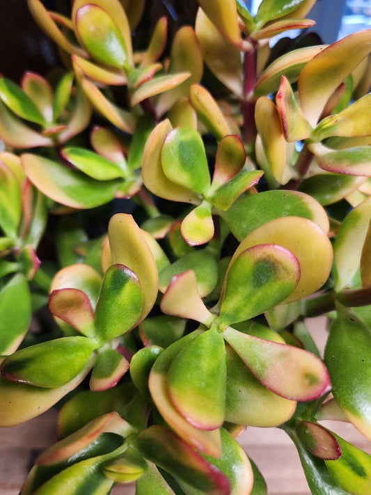 Jade / Lucky Plant 'Sunset' (Crassula)
