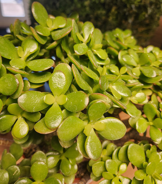Jade / Lucky Plant 'Crosby' (Crassula)