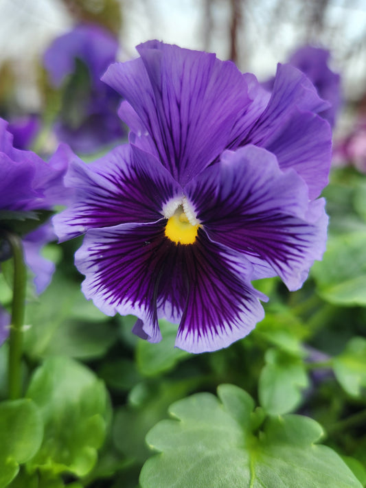 Pansies, Frizzle Sizzle Series (Viola)