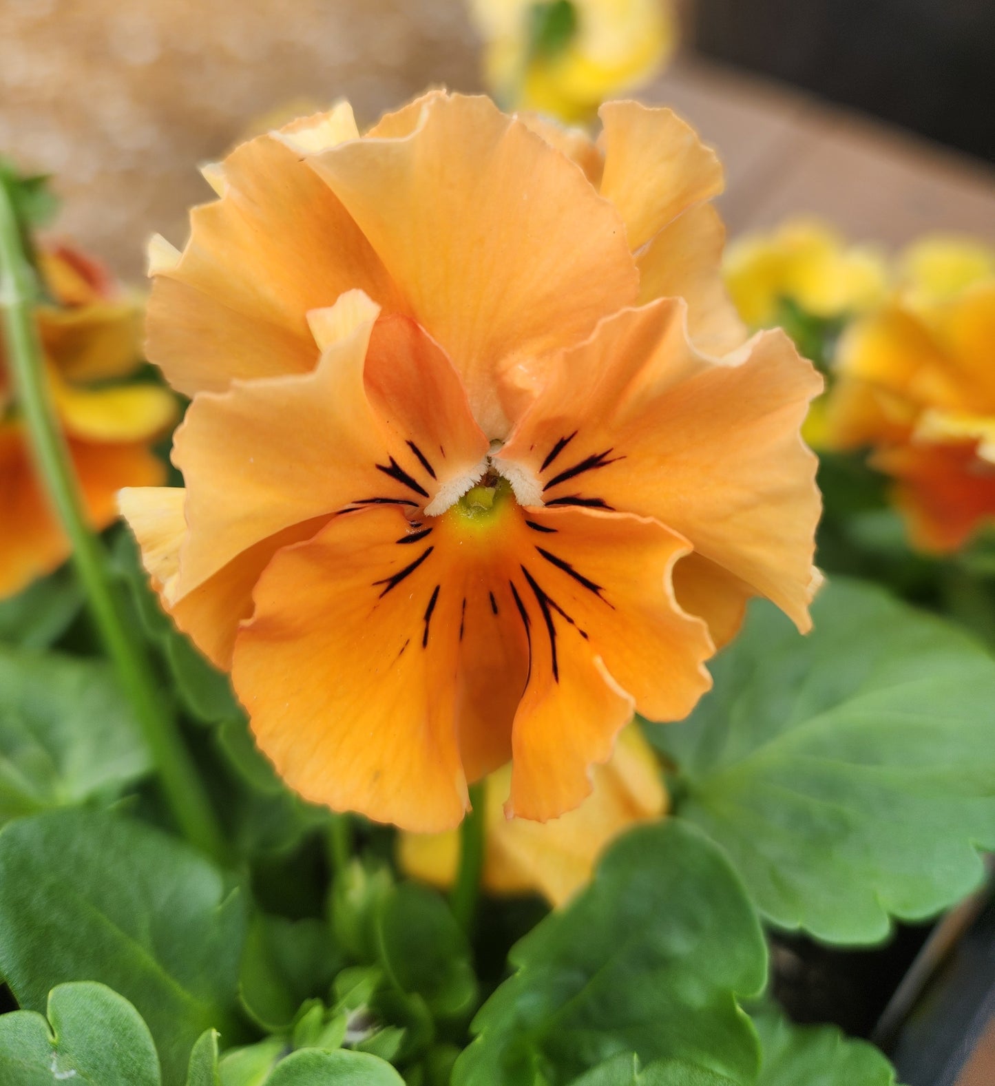Pansies, Frizzle Sizzle Series (Viola)