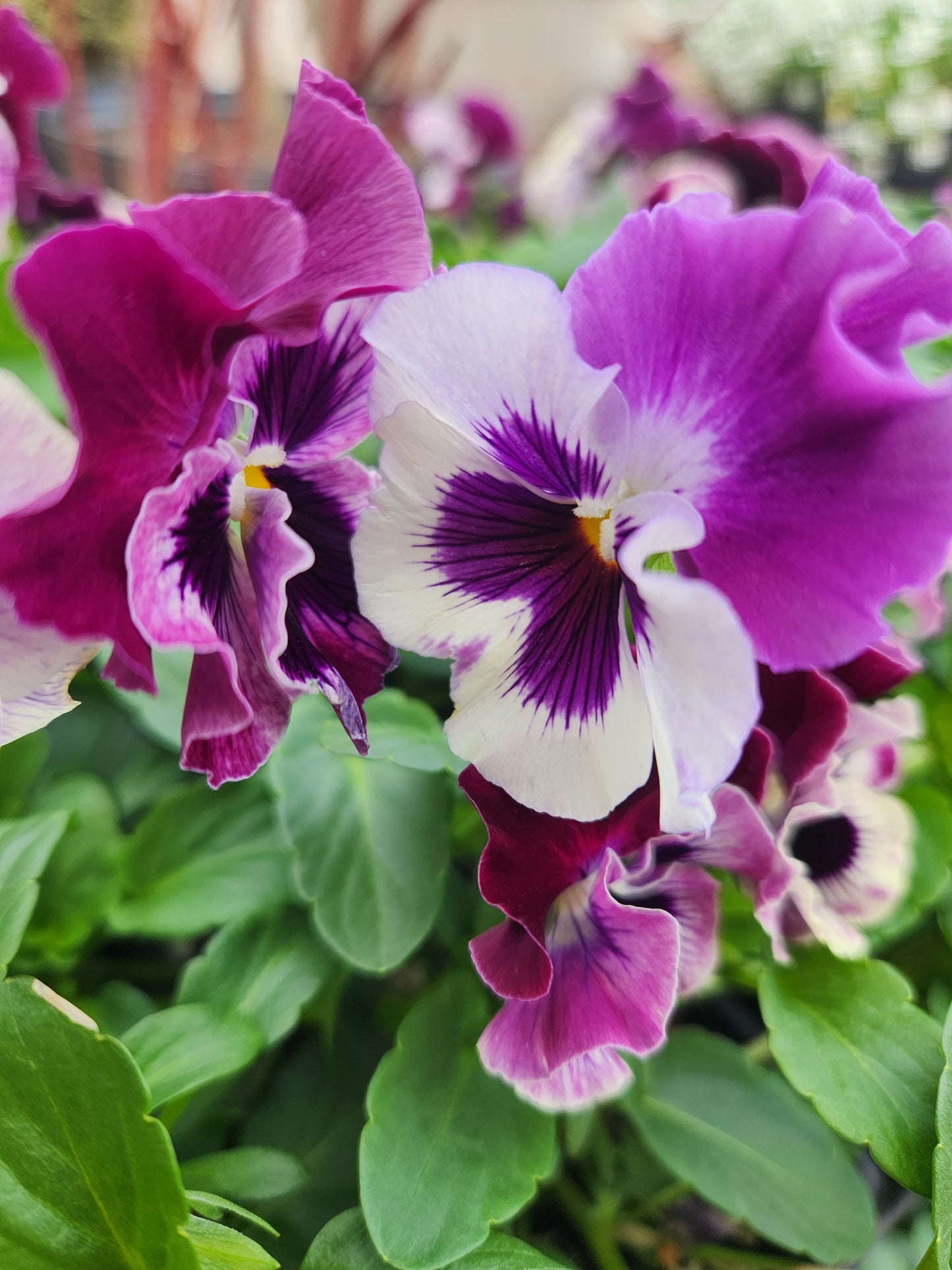 Pansies, Frizzle Sizzle Series (Viola)