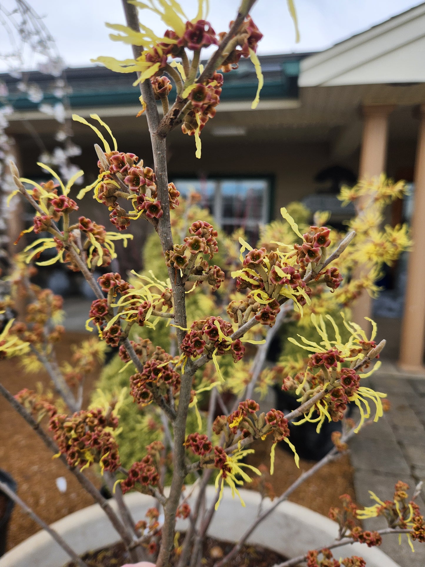 Witchhazel, Spring 'Arnold's Promise' (Hamamelis)