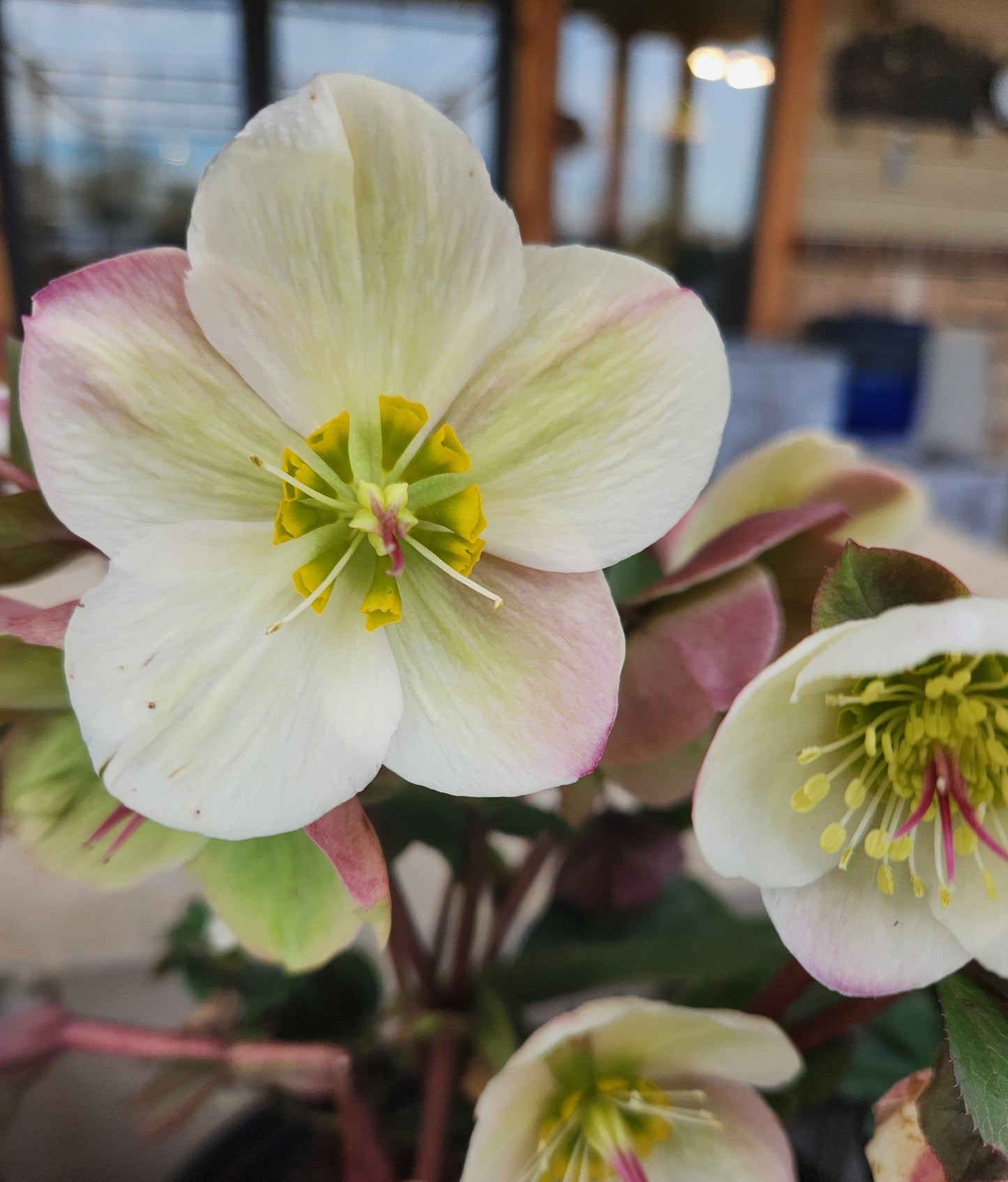 Lenten Rose 'Ice N' Roses Bianco' (Helleborus)