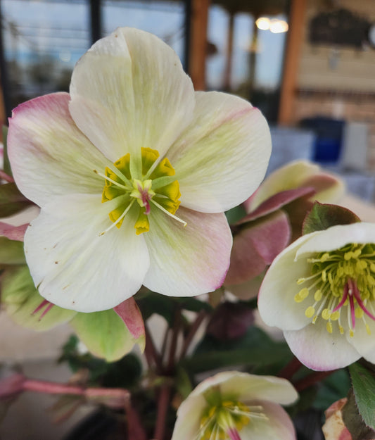 Lenten Rose 'Ice N' Roses Bianco' (Helleborus)