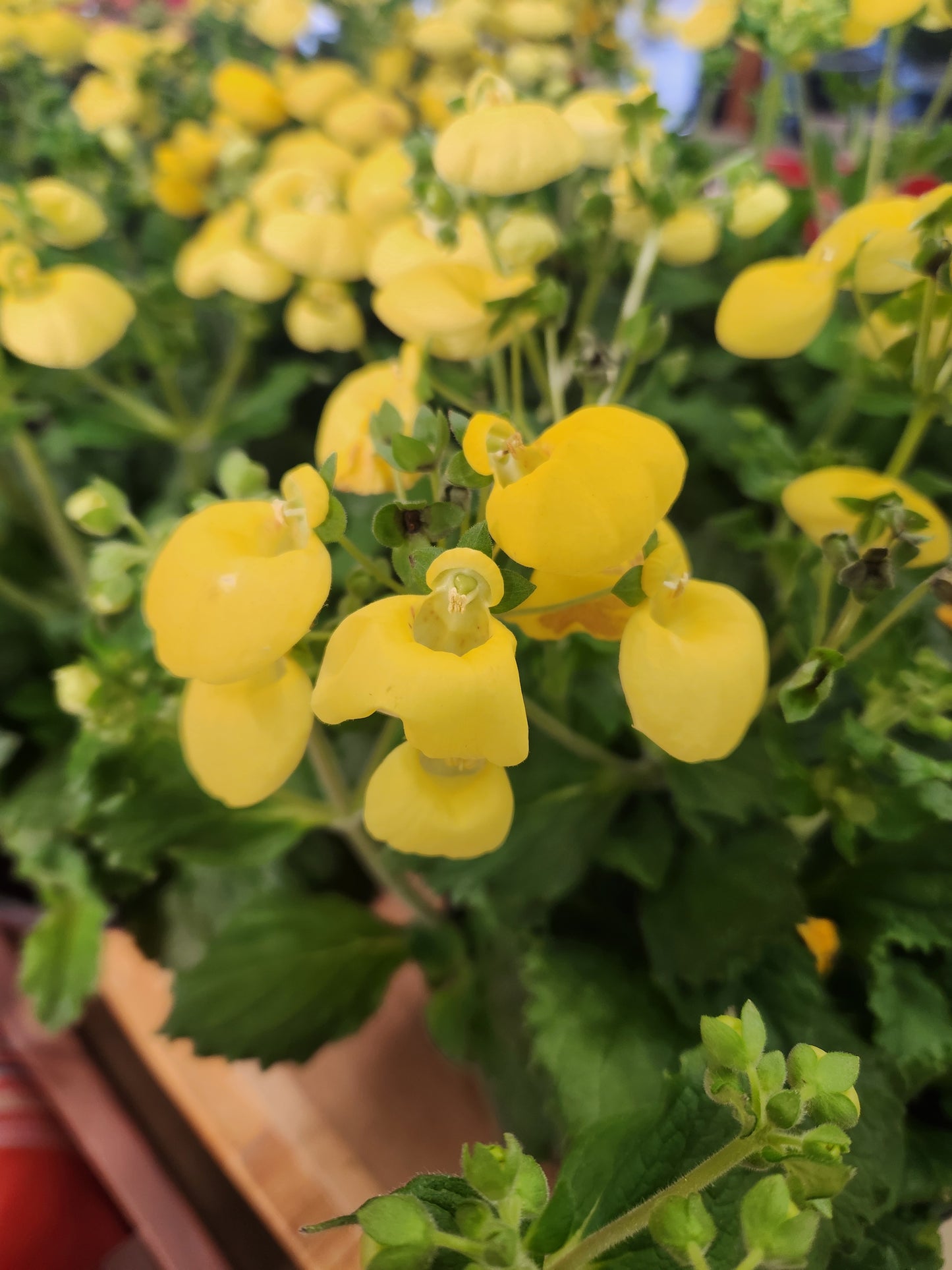 Lady Slippers, Calynopsis Series (Calceolaria)