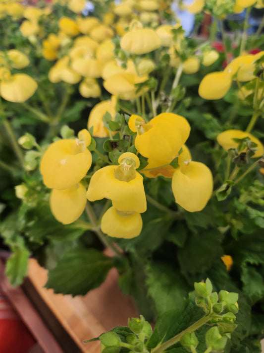 Lady Slippers, Calynopsis Series (Calceolaria)