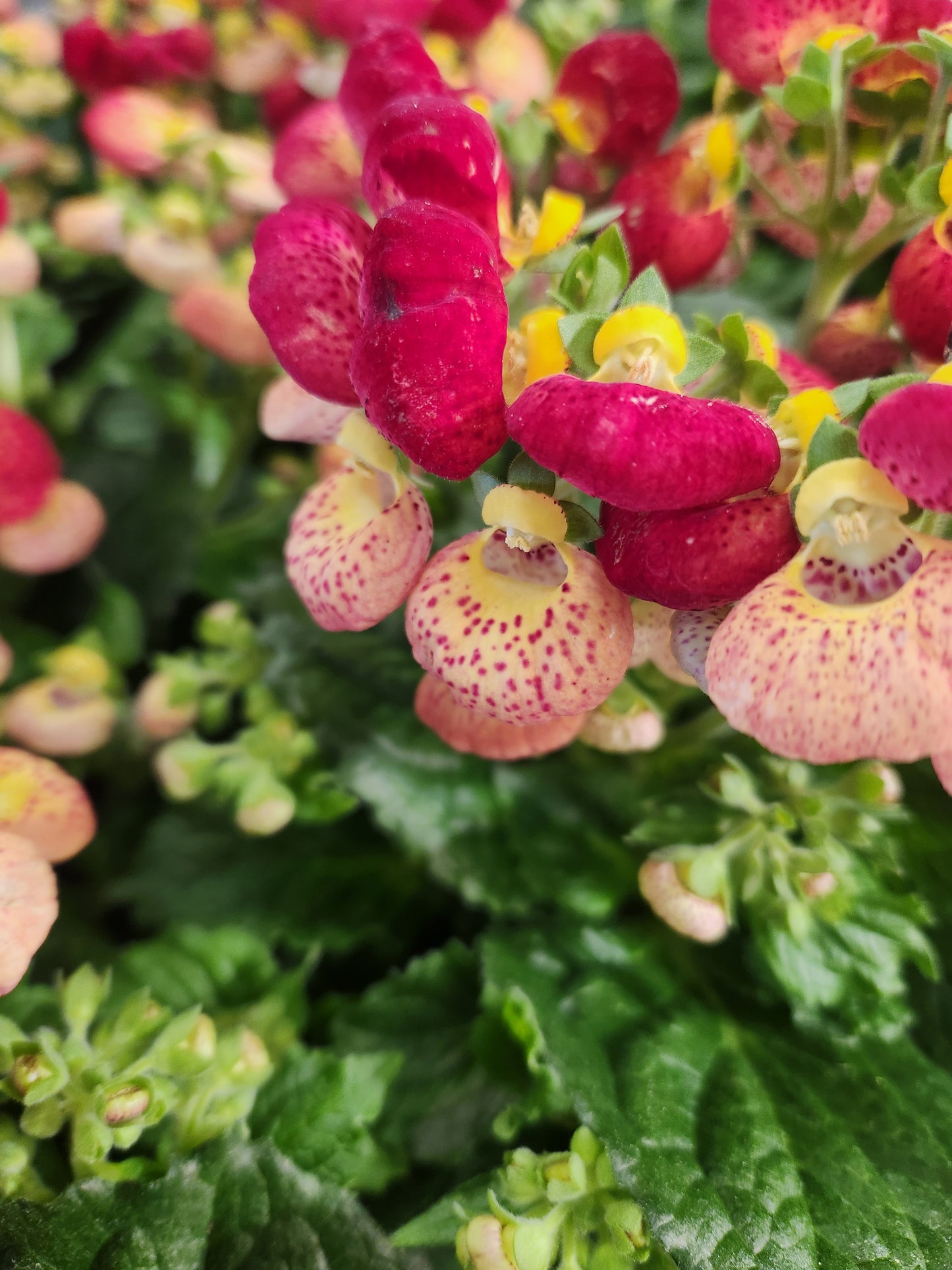 Lady Slippers, Calynopsis Series (Calceolaria)