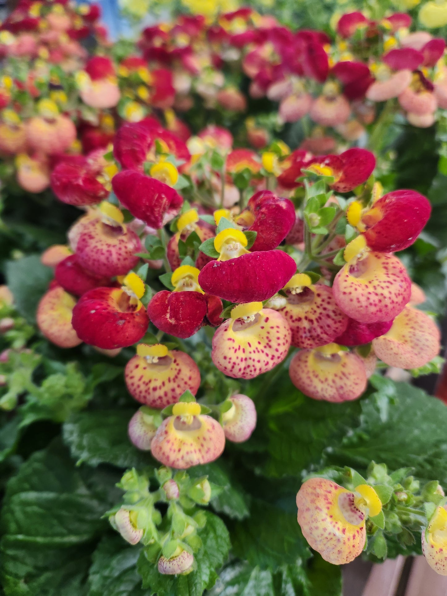 Lady Slippers, Calynopsis Series (Calceolaria)
