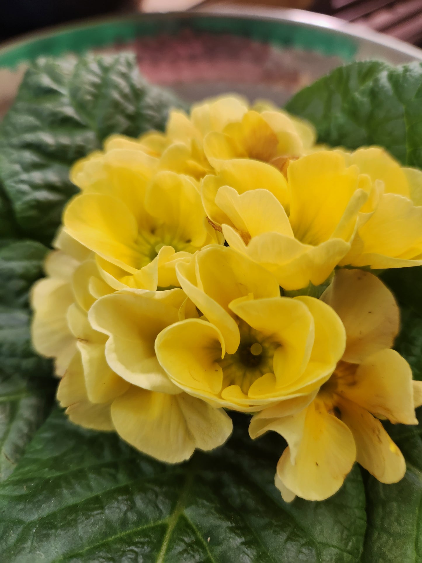 Primrose (Primula)