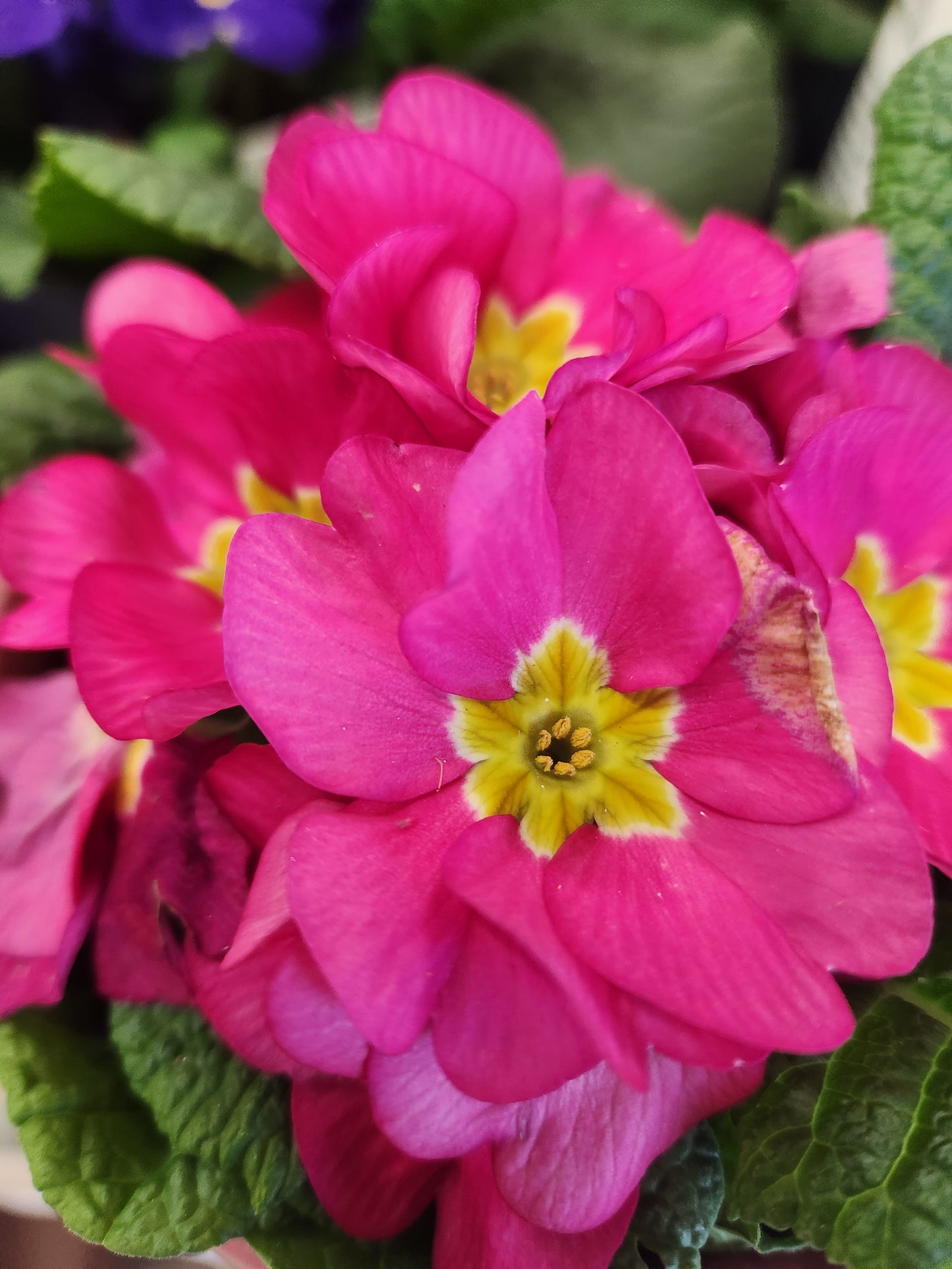 Primrose (Primula)