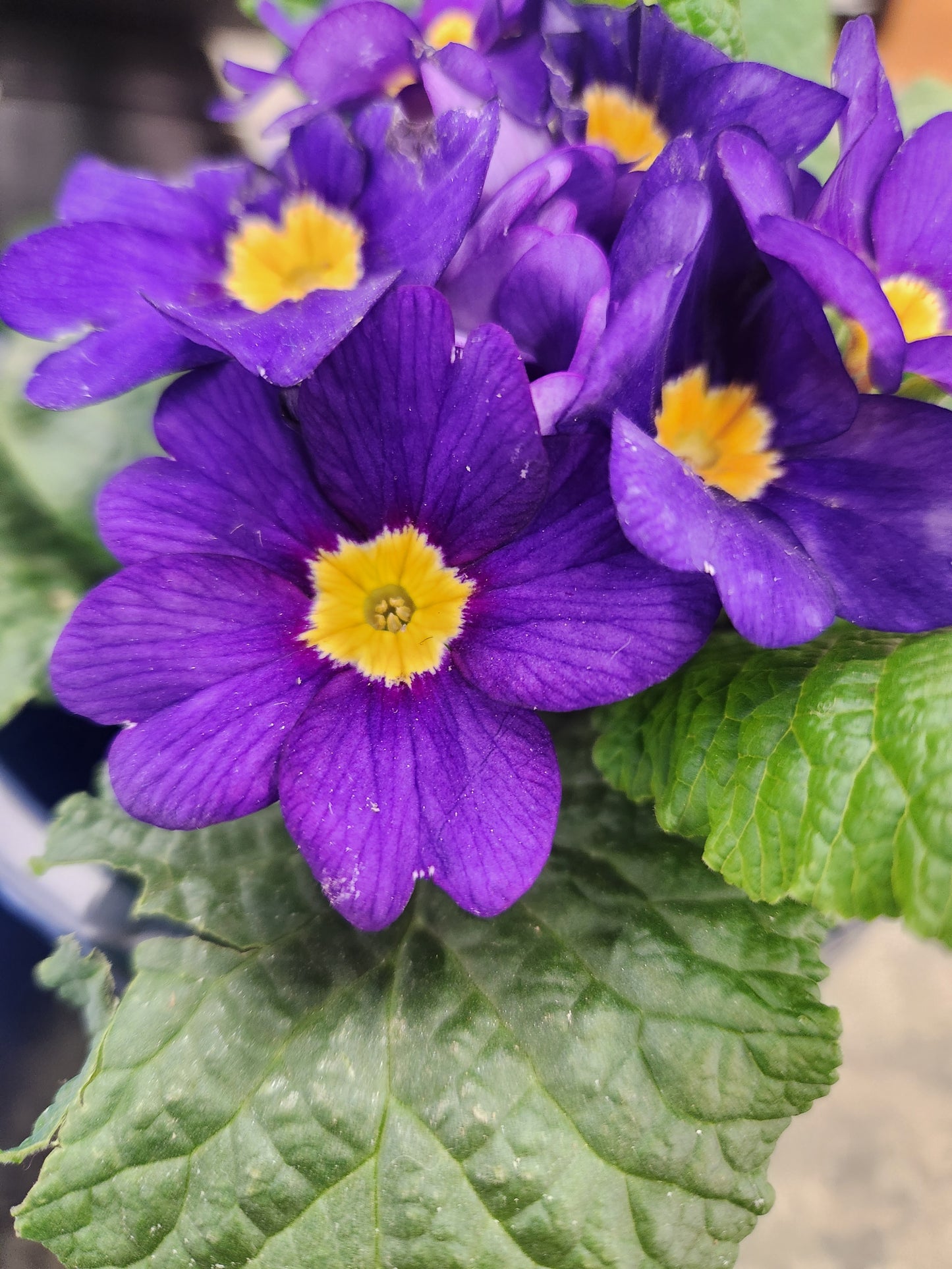 Primrose (Primula)