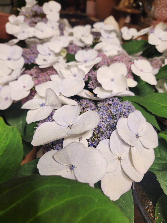 Hydrangea, Big-leaf Lacecap 'Game Changer Picotee' (Hydrangea)