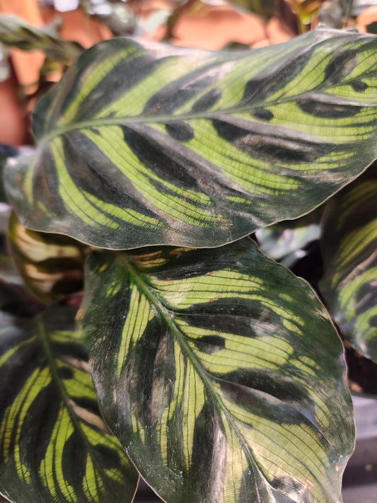 Prayer Plant, 'Peacock' (Calathea)