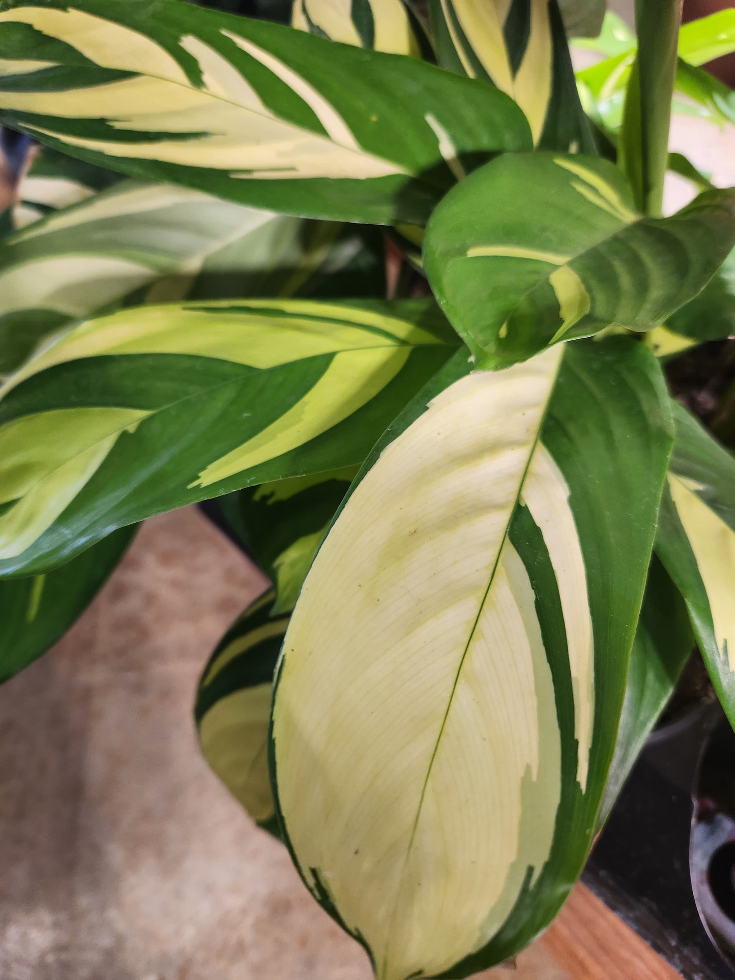 Mosaic Plant, Gold (Ctenanthe)