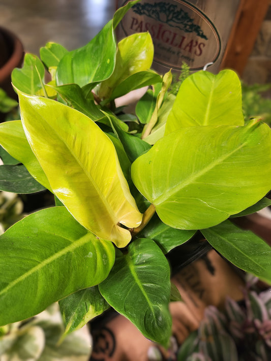 Philodendron 'Ghost' (Philodendron)