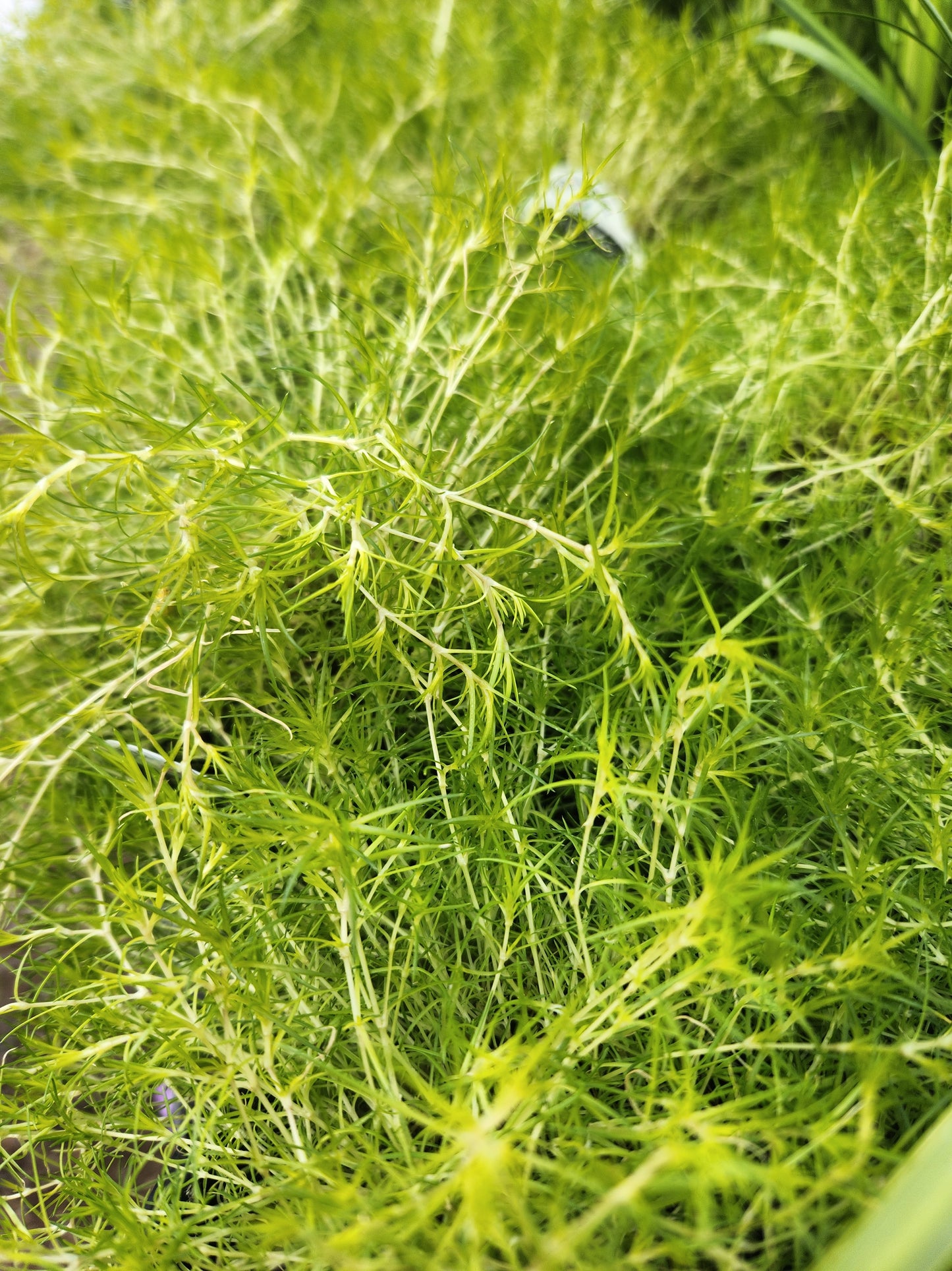Moss, Scotch, 'Aurea' (Sagina)