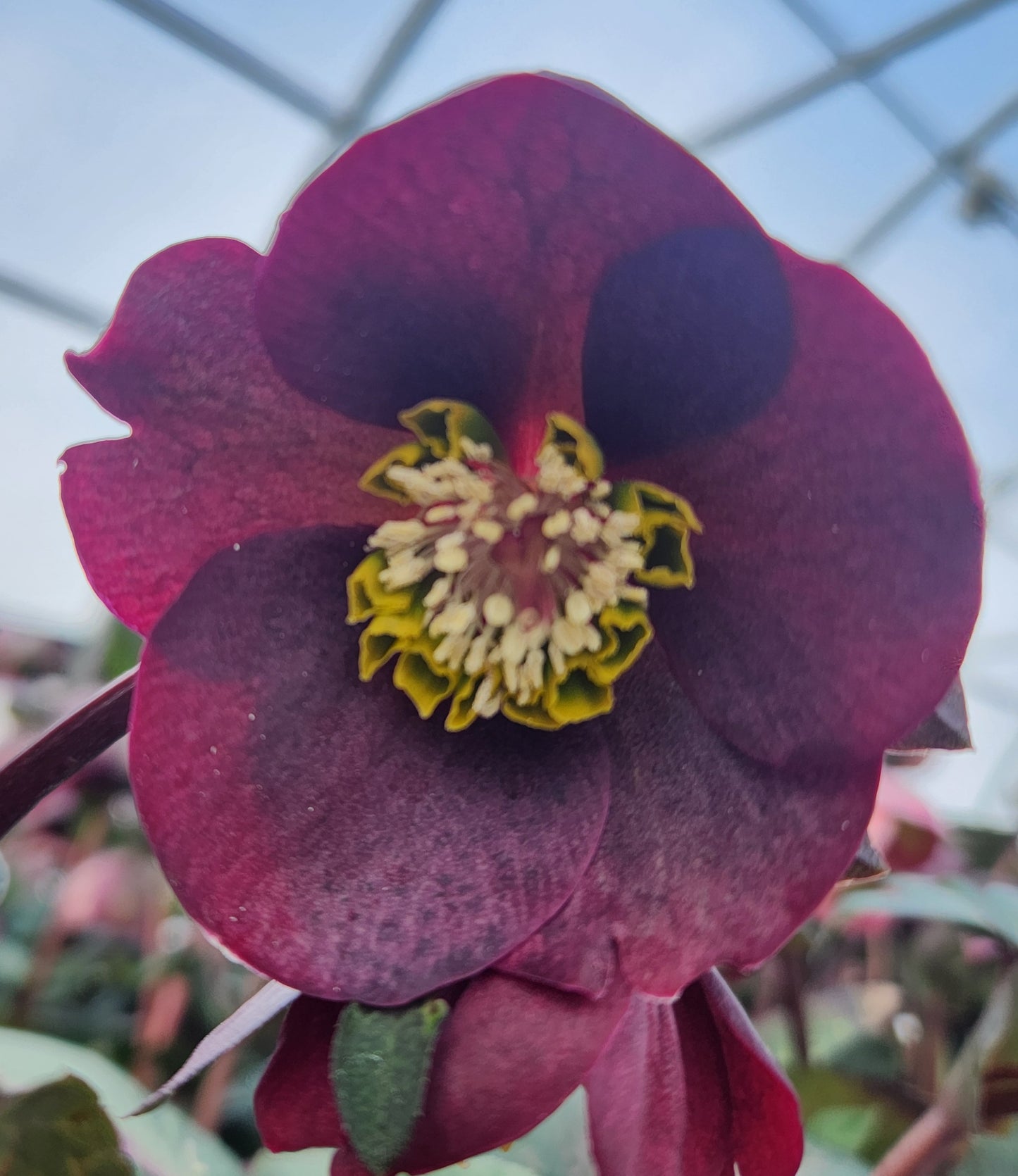 Lenten Rose 'Frostkiss Vibey Velvet' (Helleborus)