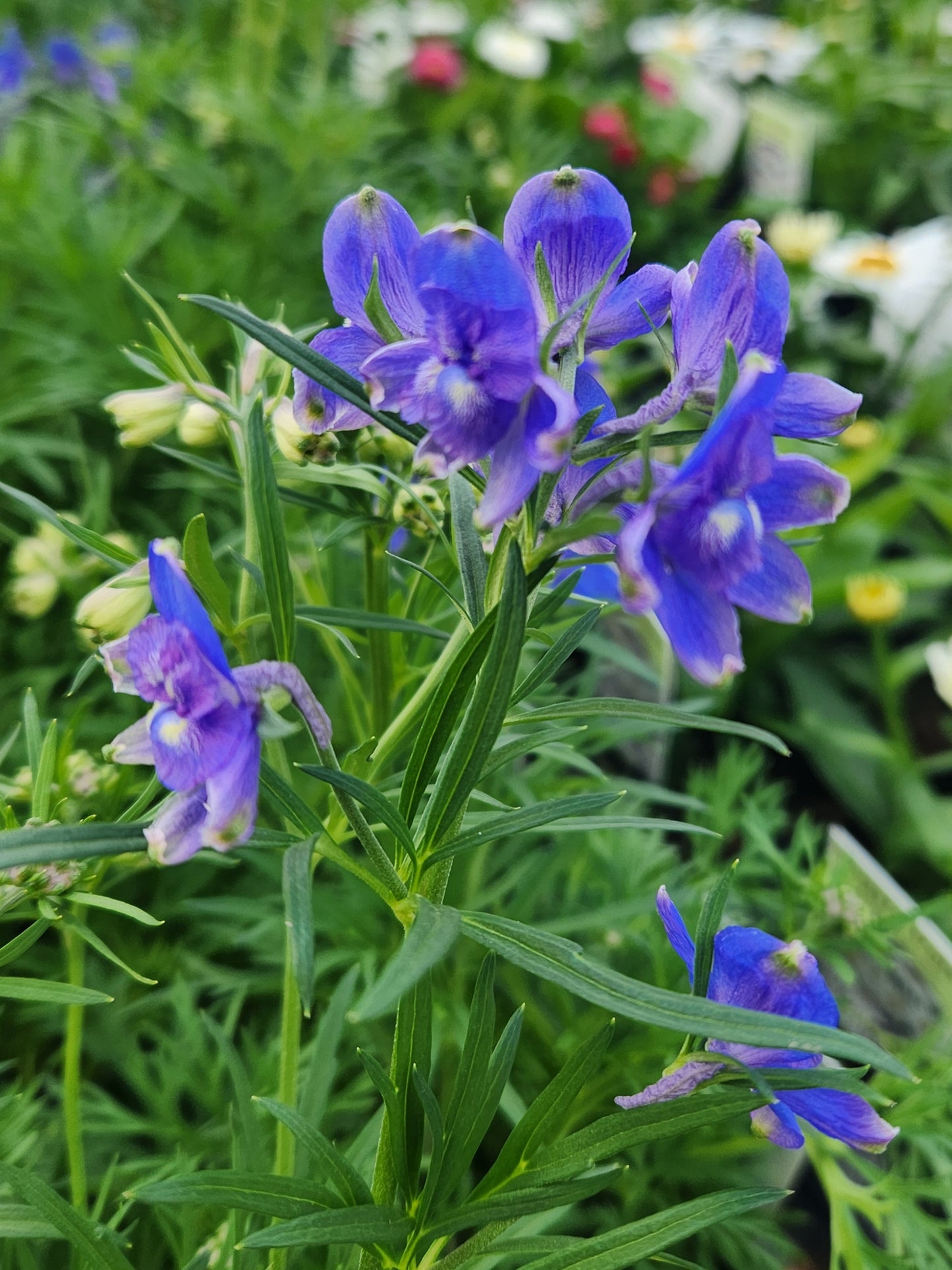 Larkspur, Siberian 'Hunky Dory Blue' (Delphinium)