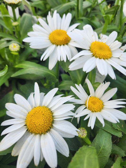 Daisy, Shasta 'White Mountain' (Leucanthemum)