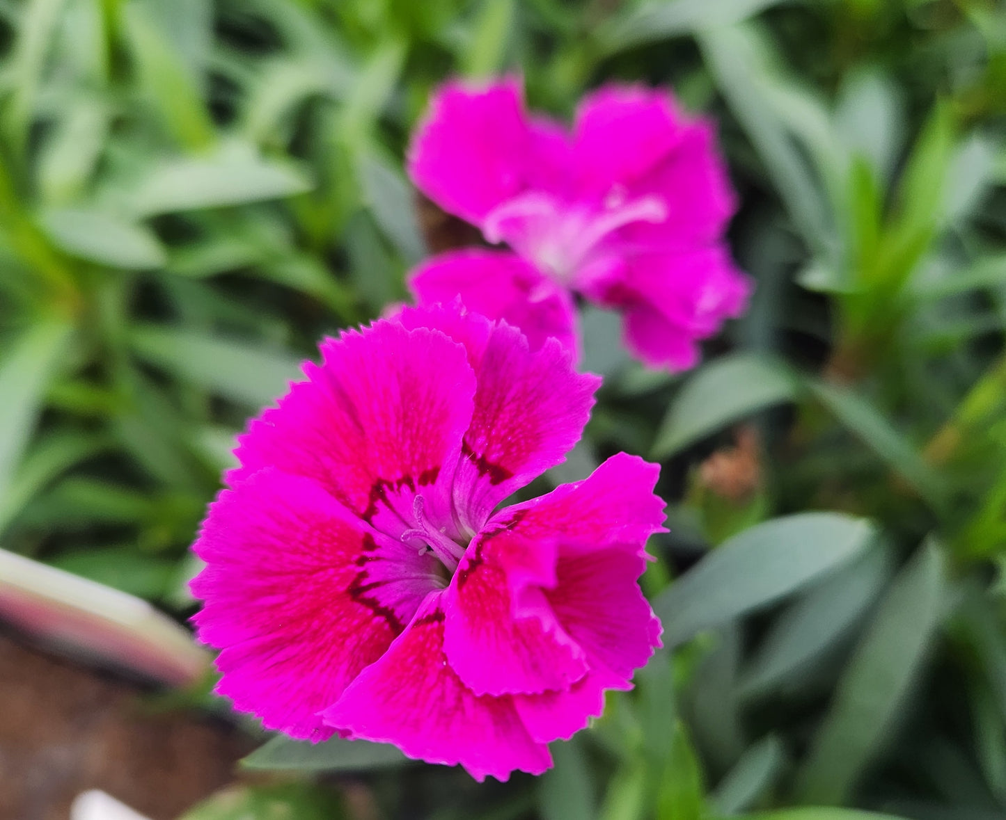 Pinks, Carnation Chinese Cheddar 'Mountain Frost Rose Bouquet' (Dianthus)
