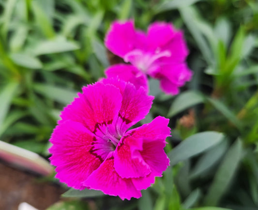 Pinks, Carnation Chinese Cheddar 'Mountain Frost Rose Bouquet' (Dianthus)
