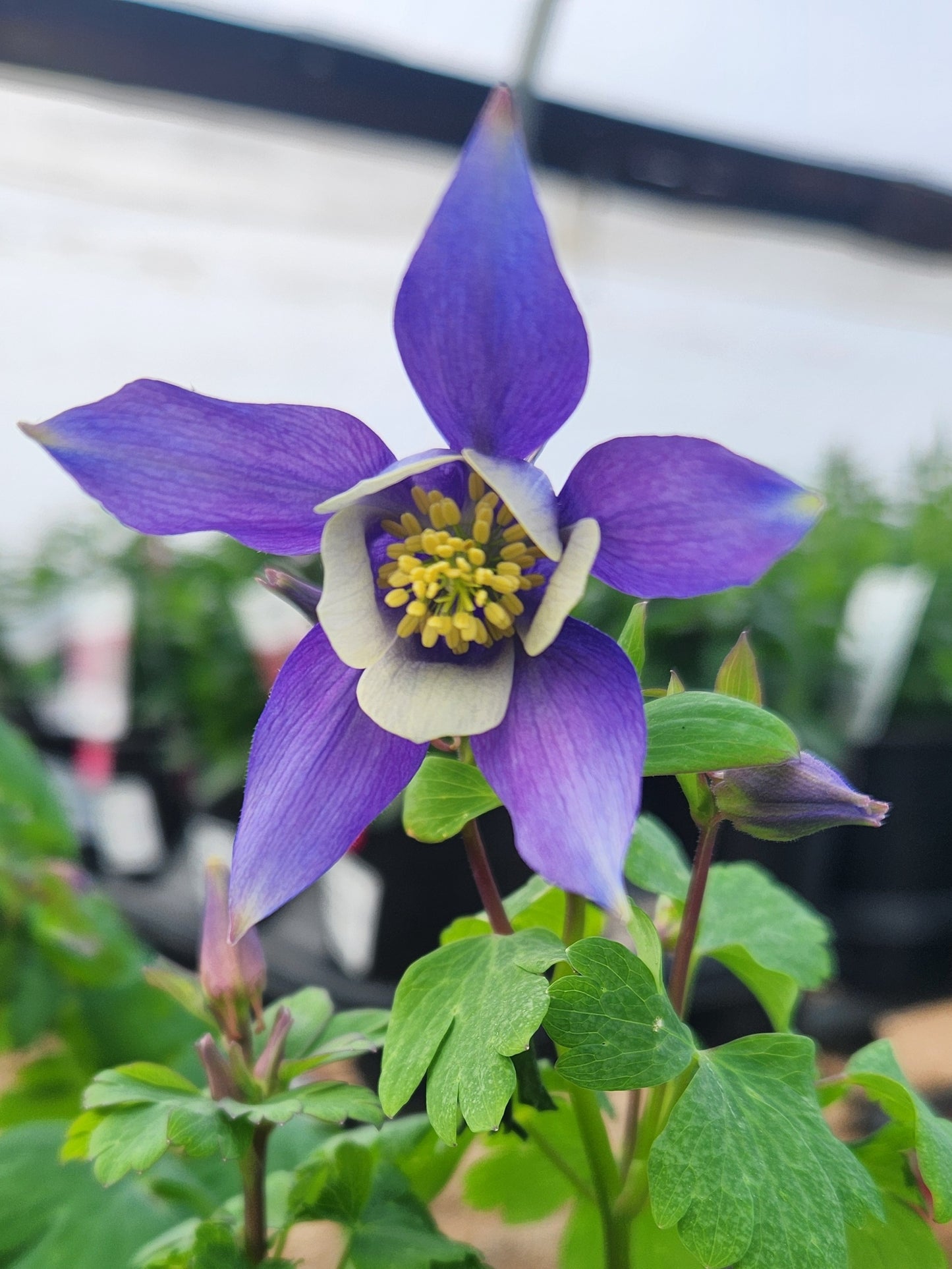 Columbine, Rocky Mountain Kirigami Series (Aquilegia)