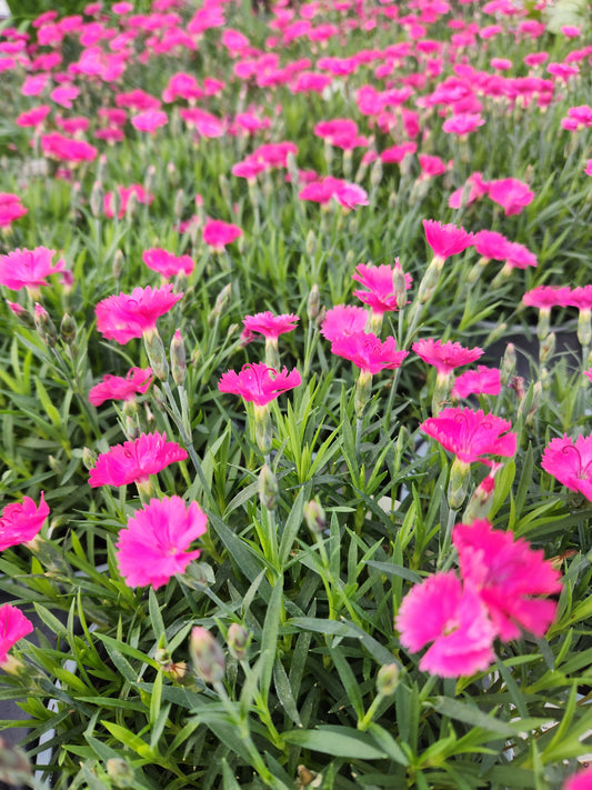 Pinks, Carnation 'Paint the Town Magenta' (Dianthus)