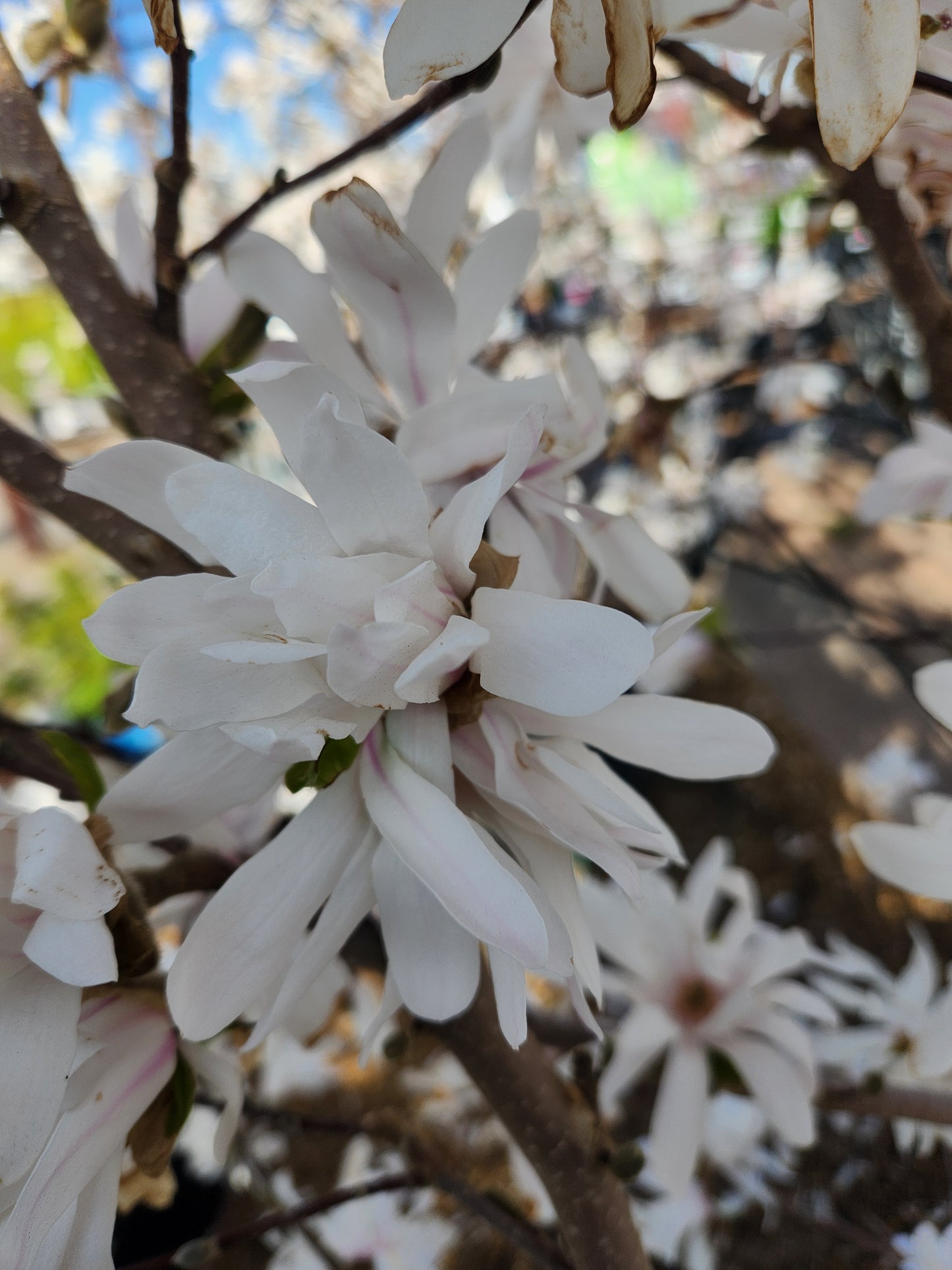 Magnolia, Star 'Royal Star' (Magnolia)