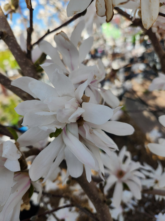 Magnolia, Star 'Royal Star' (Magnolia)