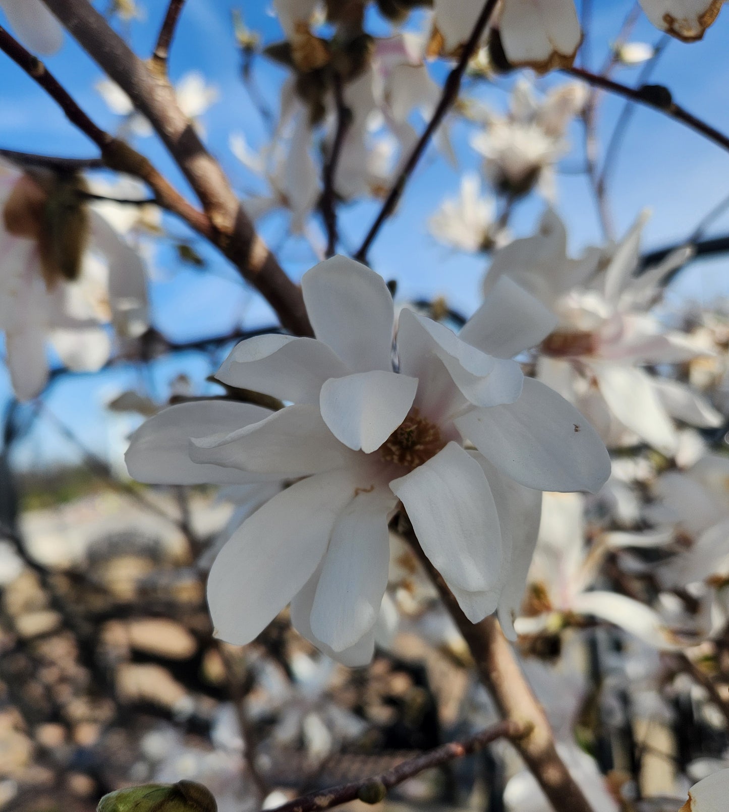 Magnolia, Star 'Royal Star' (Magnolia)