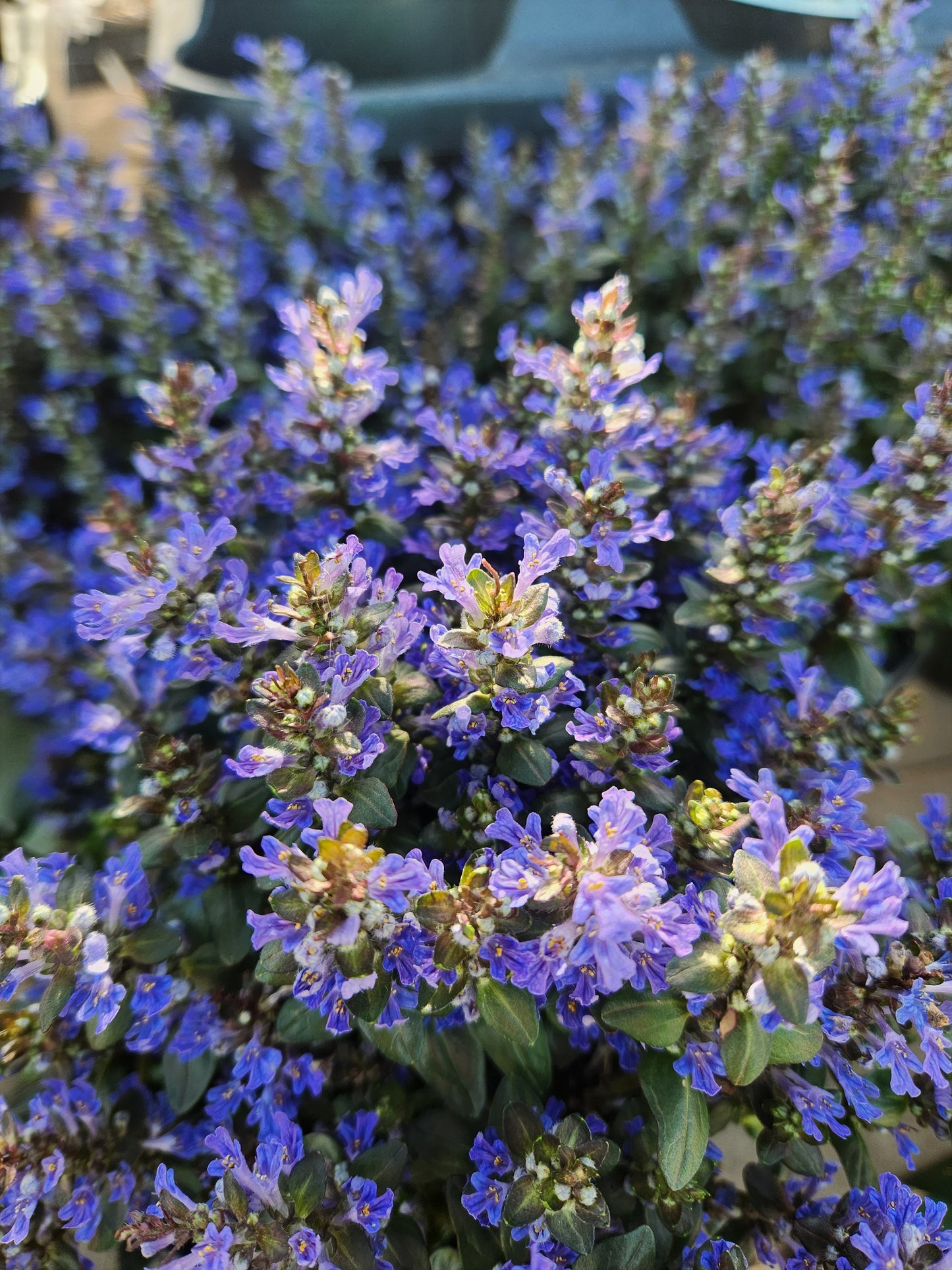 Bugle Weed, Creeping 'Chocolate Chip' (Ajuga)