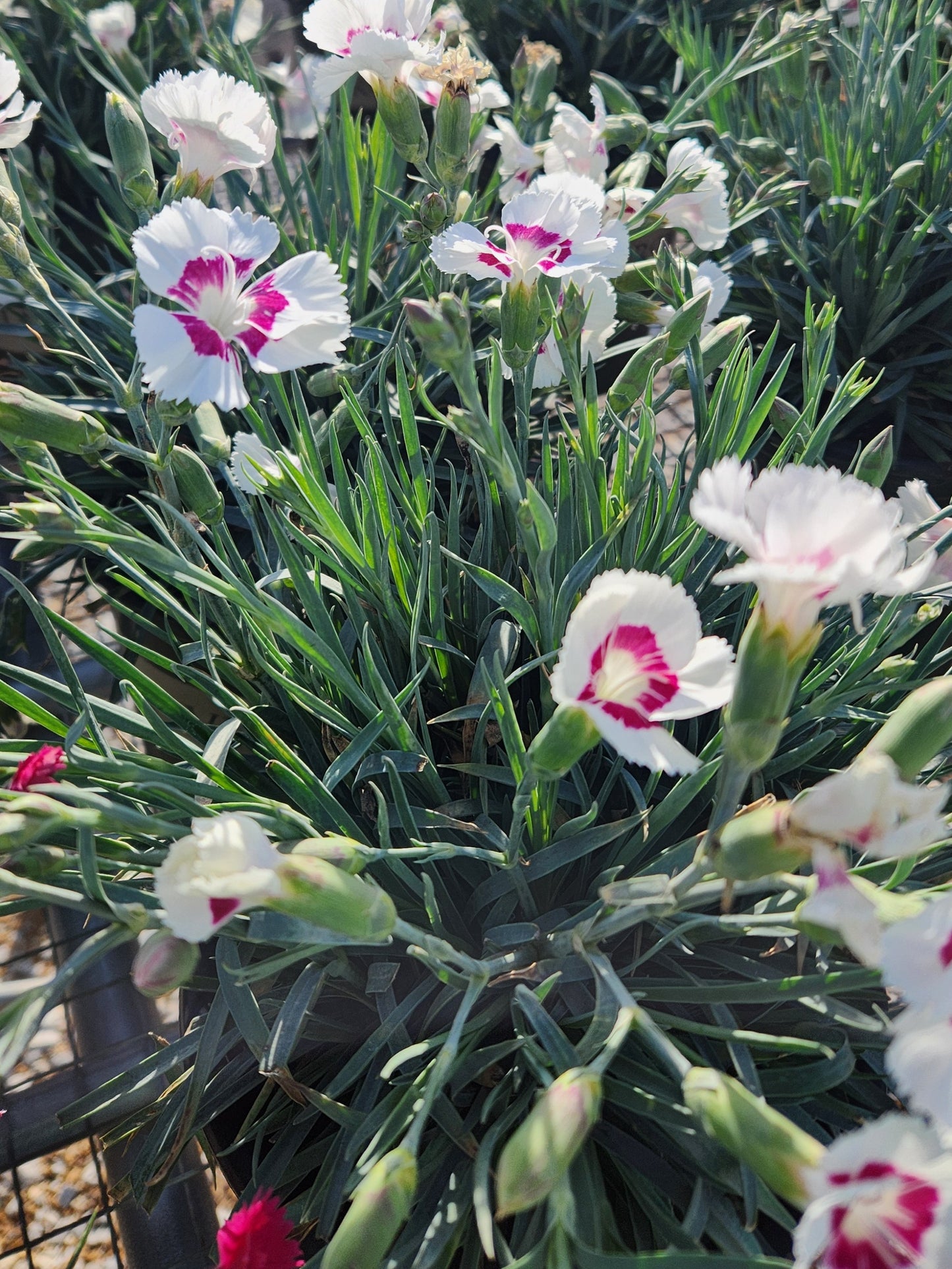 Pinks, Carnation Cheddar 'American Pie Berry à la Mode' (Dianthus)