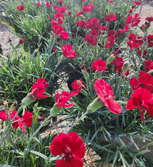 Pinks, Carnation Cheddar 'American Pie Cherry Pie' (Dianthus)