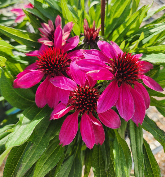 Coneflower, 'SunMagic Petite Burgundy' (Echinacea)