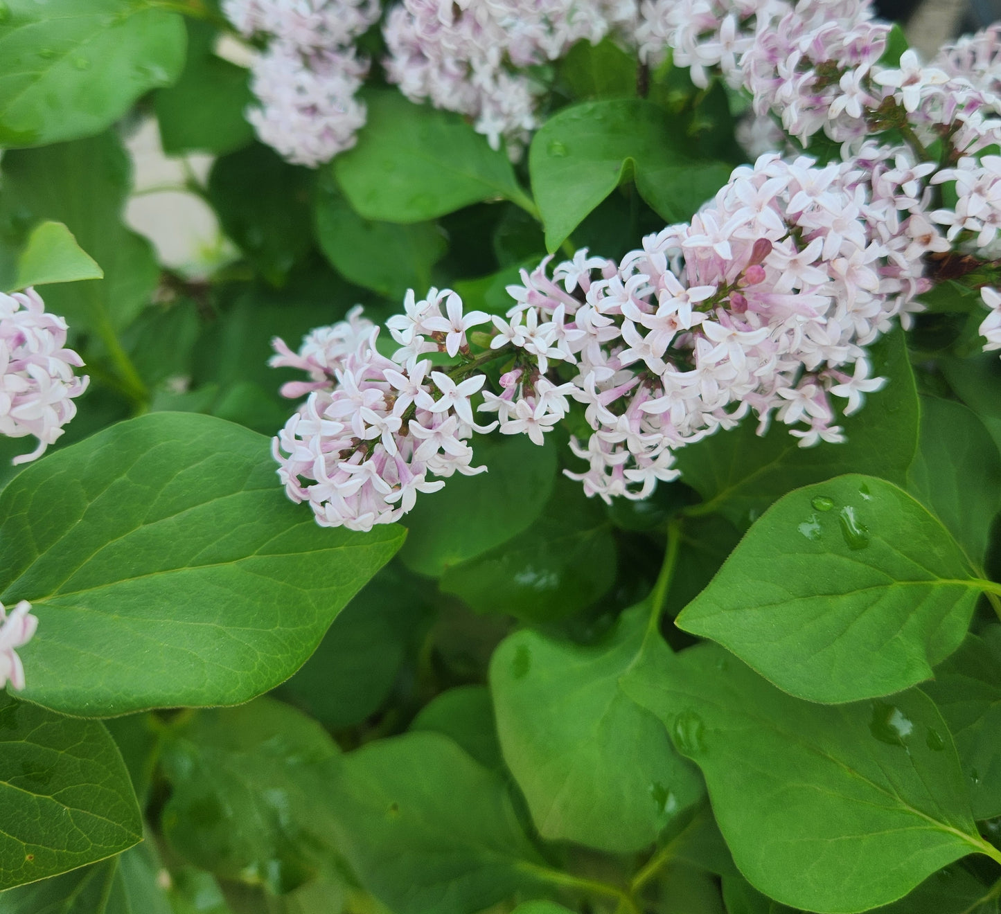 Lilac, Reblooming 'Little Darling' (Syringa)