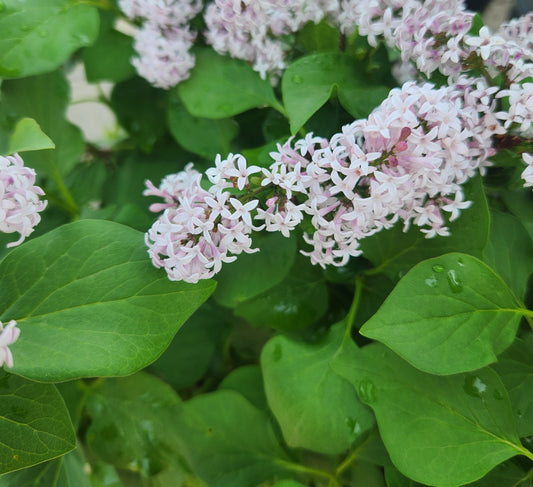 Lilac, Reblooming 'Little Darling' (Syringa)