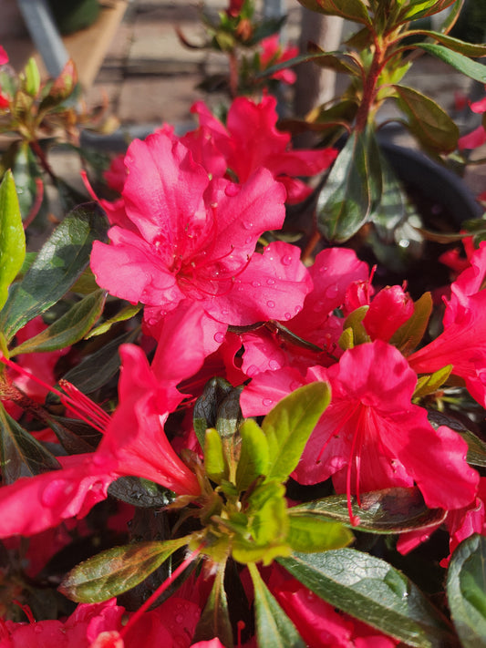 Azalea, Evergreen Girard Hybrid 'Girard's Rose' (Rhododendron)