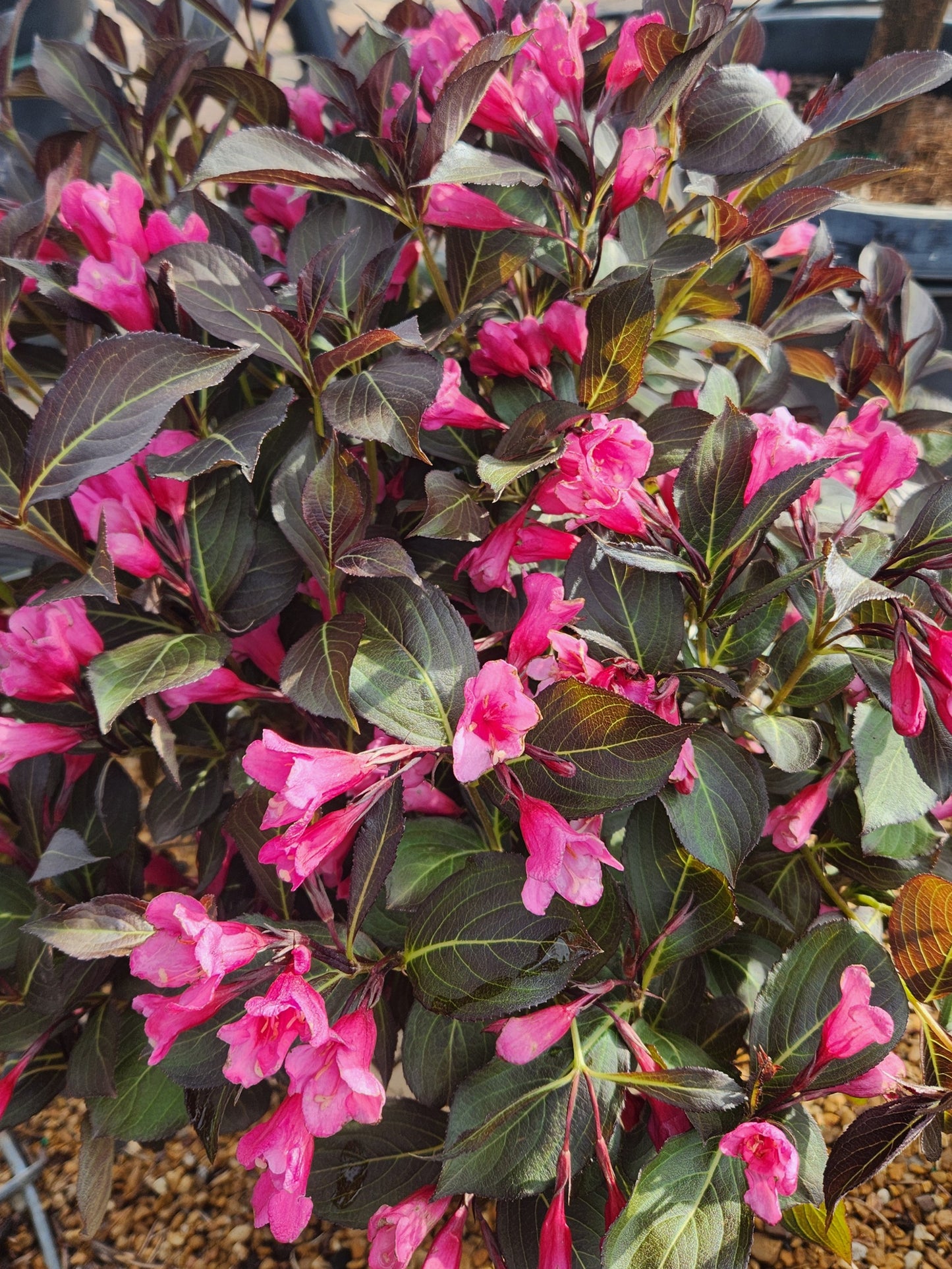 Weigela, Darkleaf 'Wine & Roses' (Weigela)