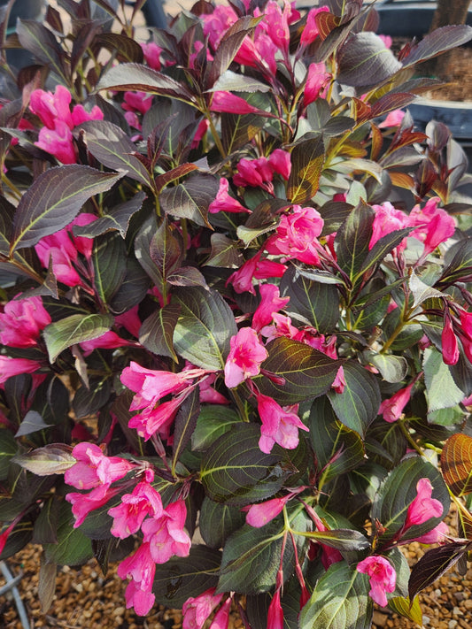 Weigela, Darkleaf 'Wine & Roses' (Weigela)